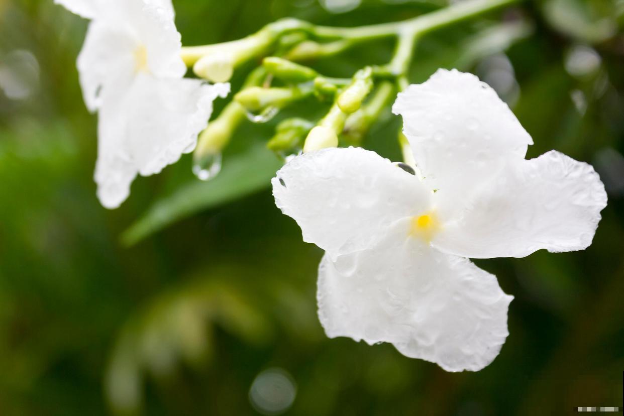 按你的生日那天看，你的幸运花是什么？（下）