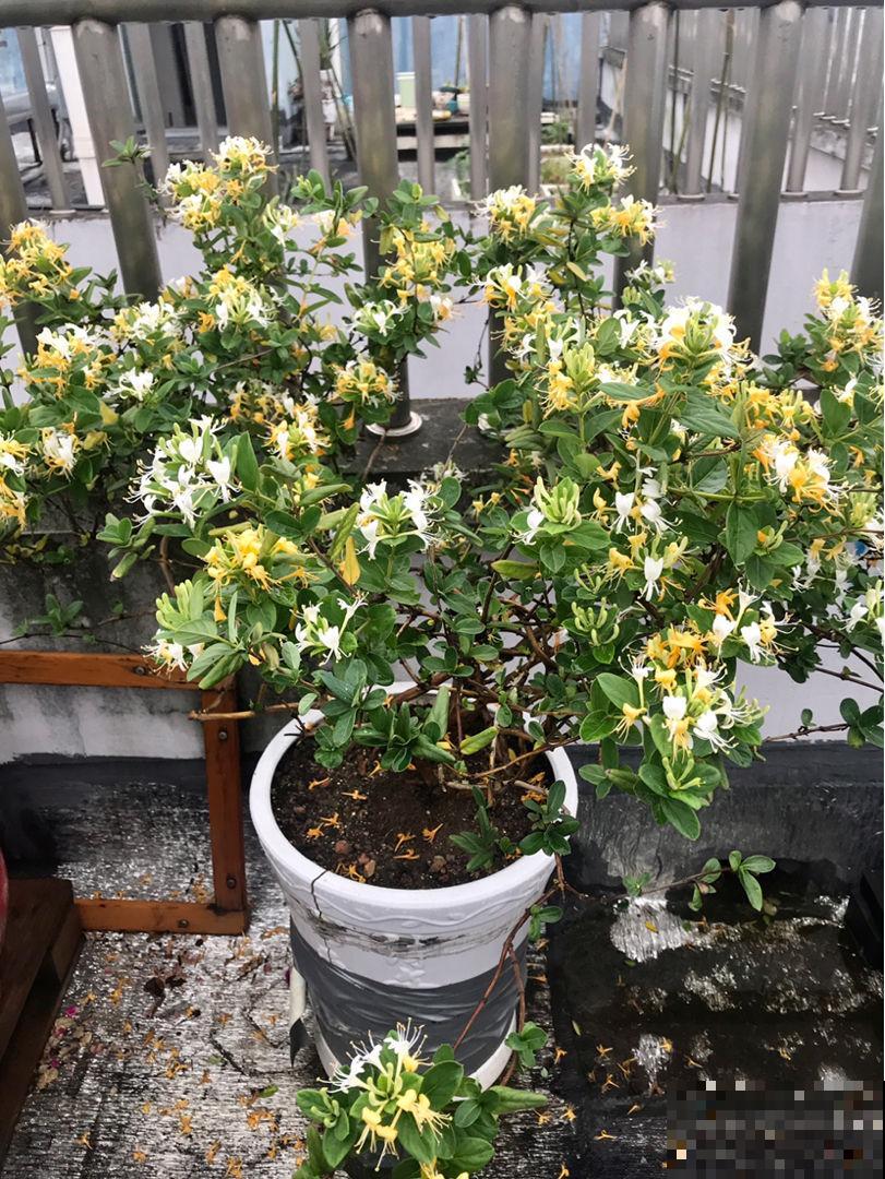 家里养盆金银花，掌握4点养护，简单养好金银花