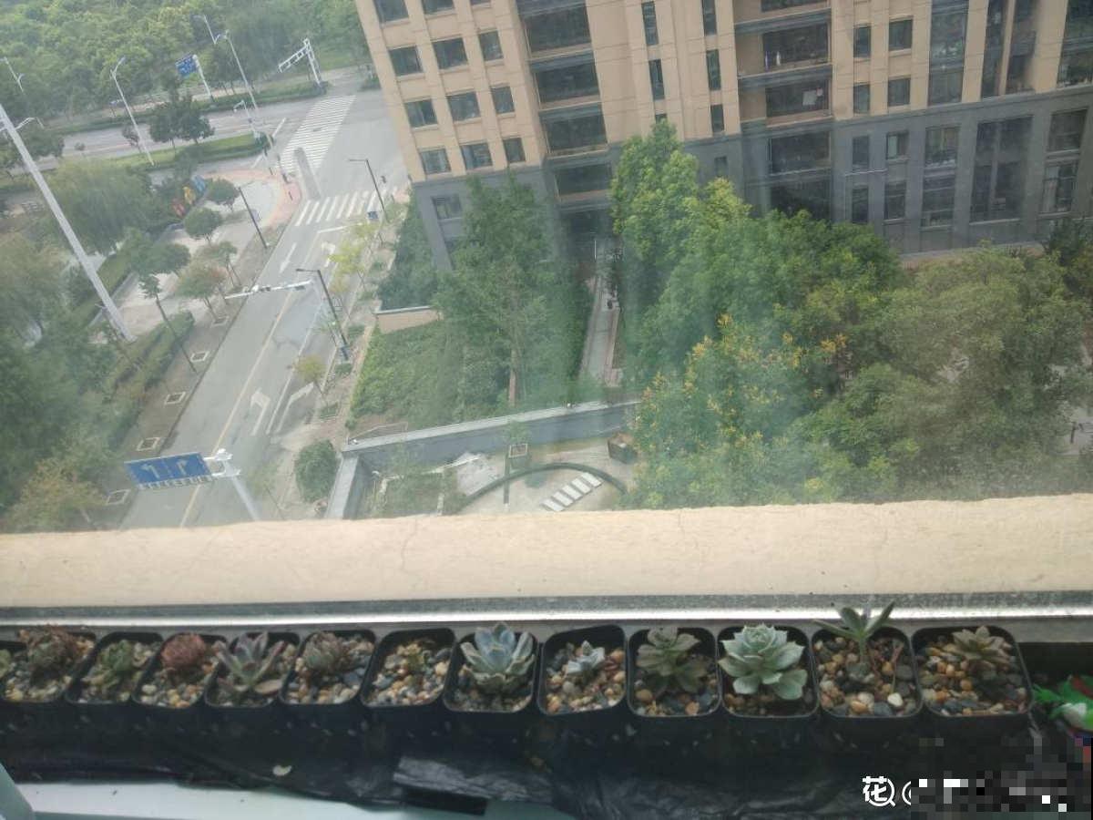 现在养多肉要注意4要点,别让多肉熬过夏天,却死在秋天 现在养多肉要注意4要点,别让多肉熬过夏天,却死在秋天