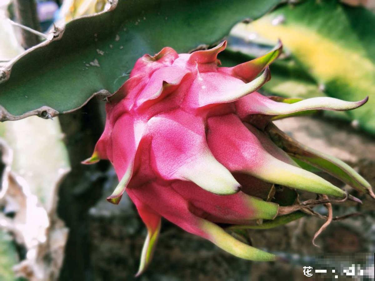 没见过火龙果树？搬来一株苗，长满火龙果