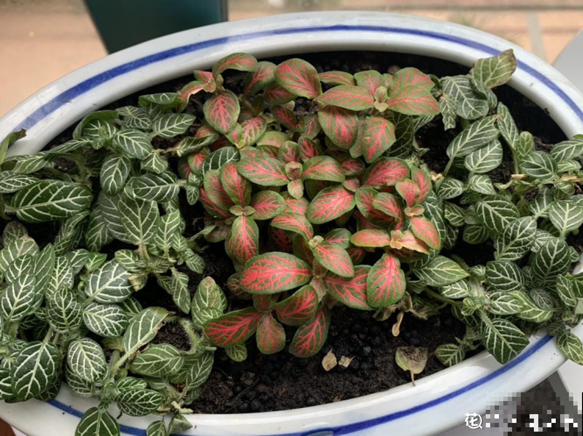 别养绿萝了,这6种彩叶花,家里没光也能养,颜值超高 别养绿萝了,这6种彩叶花,家里没光也能养,颜值超高