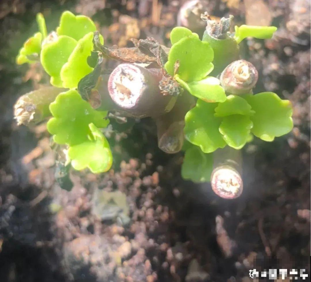 初秋8种花不能剪，轻则不开花，严重可能剩空盆