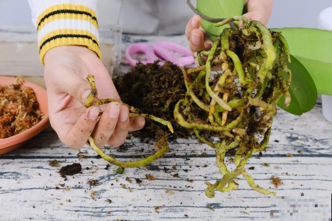 平时的“贵货花”,路边扔了一卡车,赶紧捡回家 平时的“贵货花”,路边扔了一卡车,赶紧捡回家
