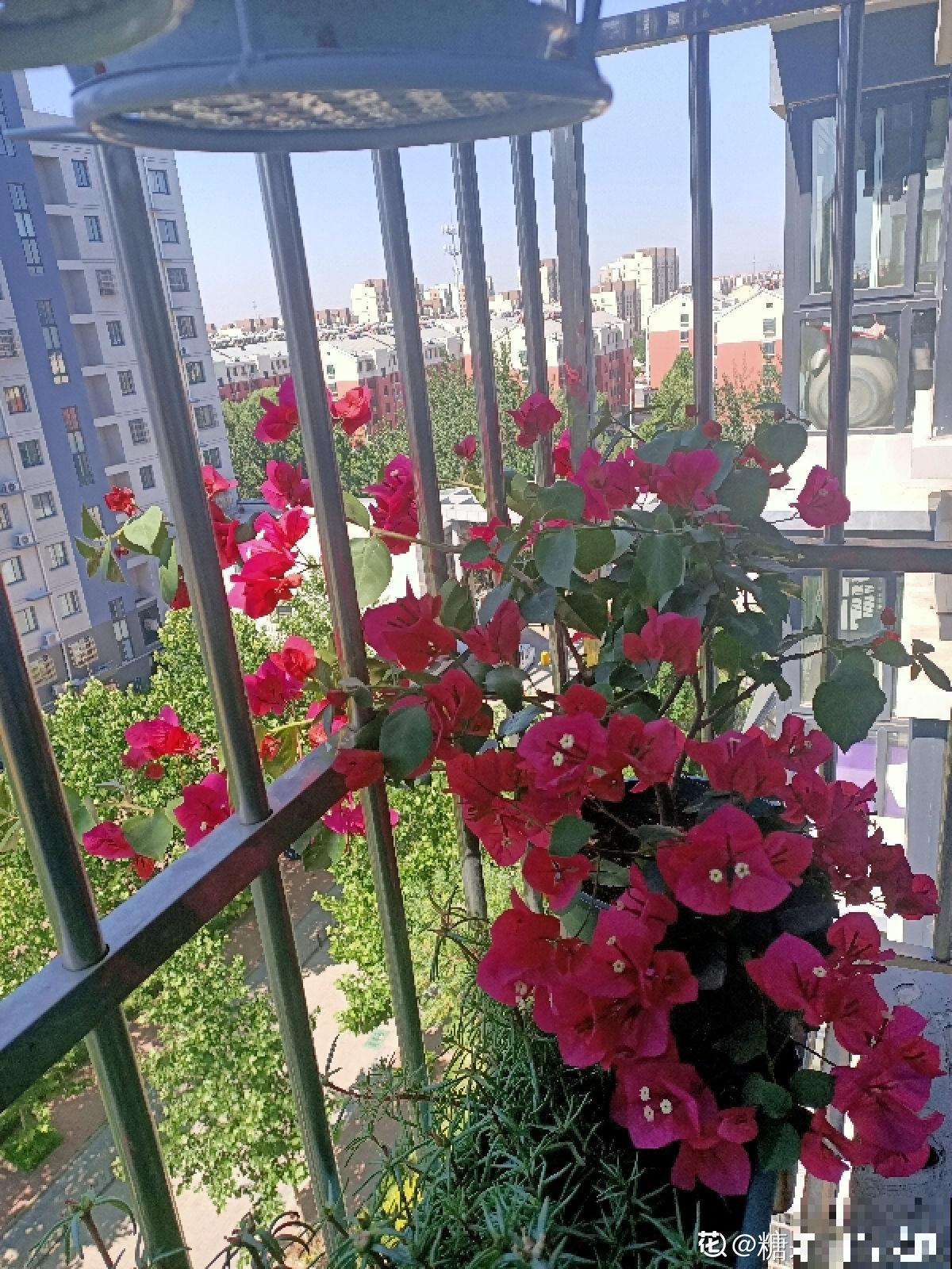 5种植物，年纪越大的人养得越好，太年轻养不好