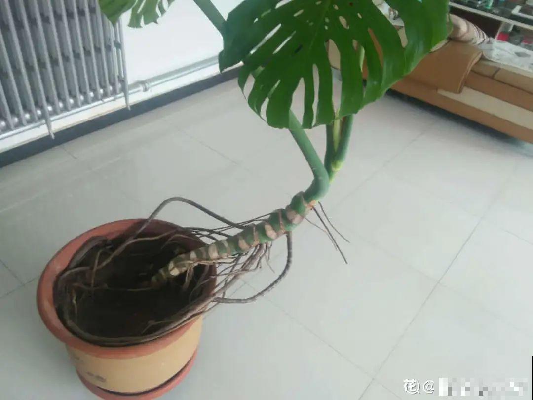 天热要修剪的花，不剪死得快，活不过夏天