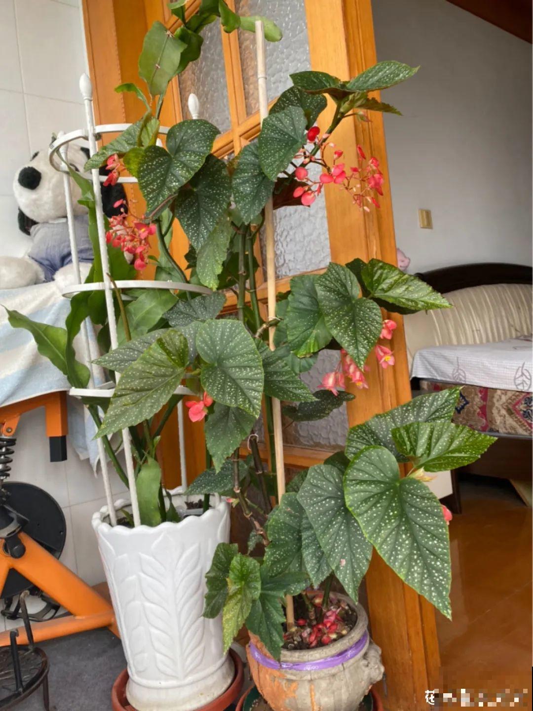 15种花,养在家里有气质,好养又健康 15种花,养在家里有气质,好养又健康