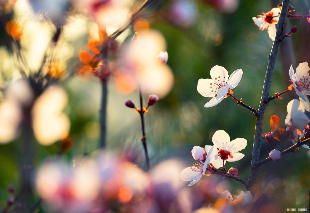 紫叶李果子能吃吗？几月份成熟？