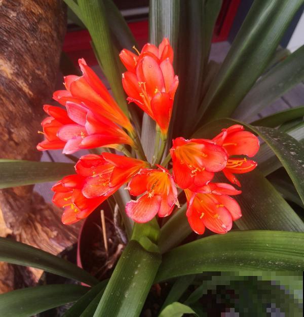 乔迁宴还是得送花!这5种花选好了,友谊更坚固 乔迁宴还是得送花!这5种花选好了,友谊更坚固