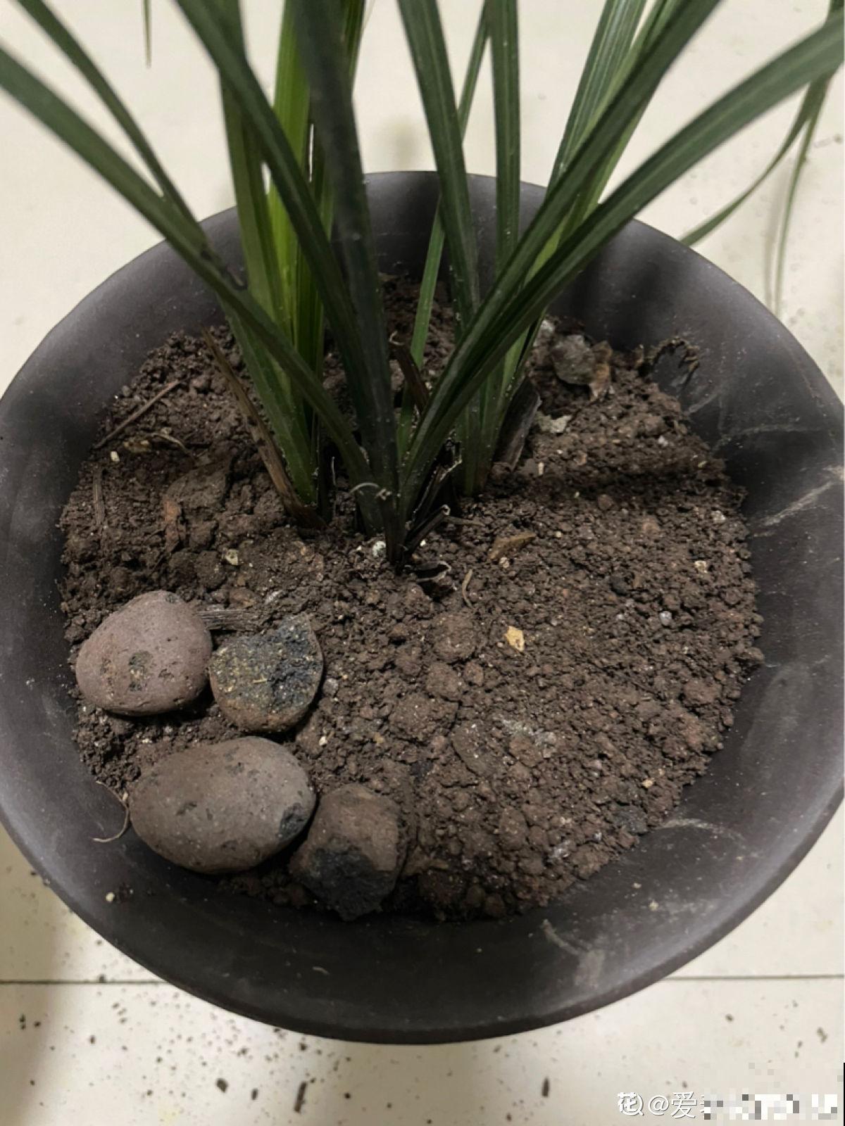 养兰人经常犯的错误，踩“雷”概率挺大，怪不得难养好