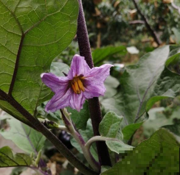 邻居种的茄子，两只手才能抓过来，到底咋种地？