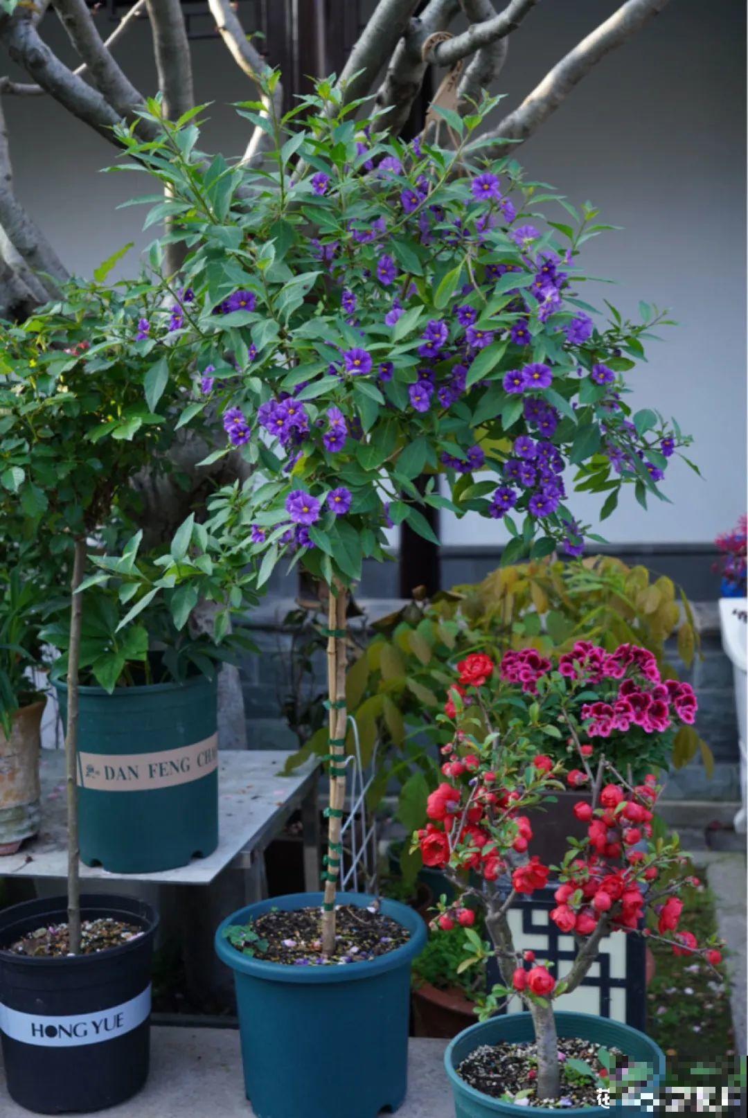 有个小院种种花，听风看雨，满眼花木