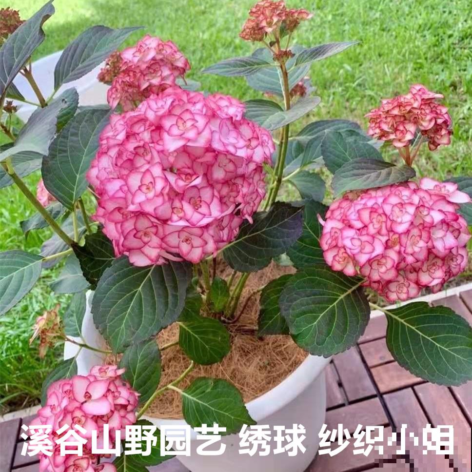 就不该养绣球，入了这品种的坑，想出都出不来