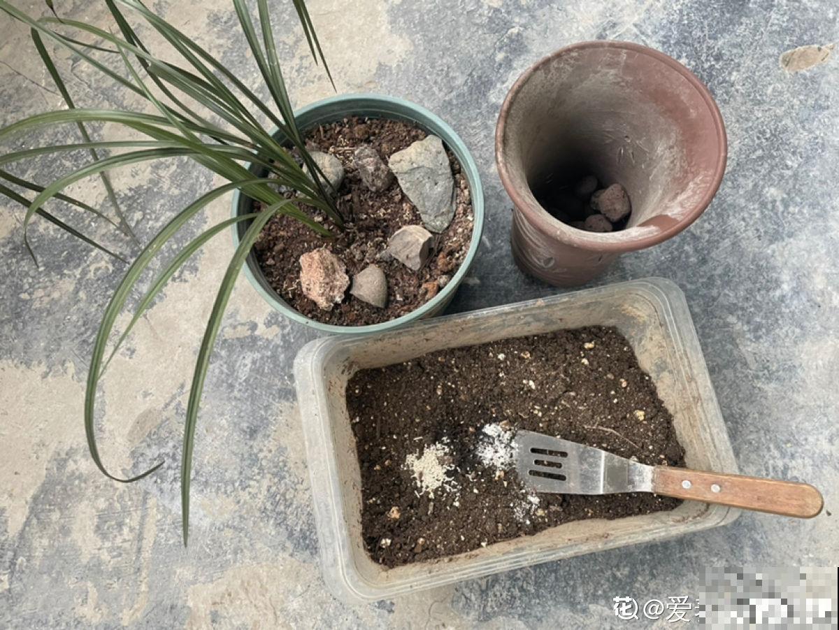 养兰人经常犯的错误，踩“雷”概率挺大，怪不得难养好