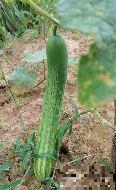 争议大的10种水果，有人说好吃，有人说难吃，你吃过几种