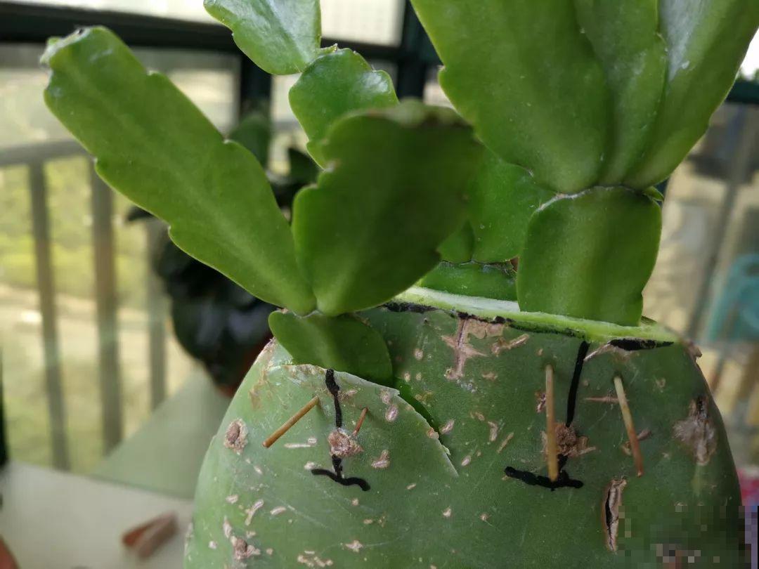 养了30年的玉树,扦插开出9色花,快来沾沾喜气 养了30年的玉树,扦插开出9色花,快来沾沾喜气