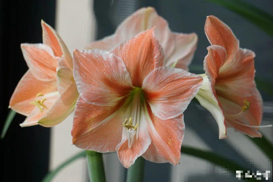 家里养盆朱顶红，开花个个比脸大，牛年养它“注定红”！