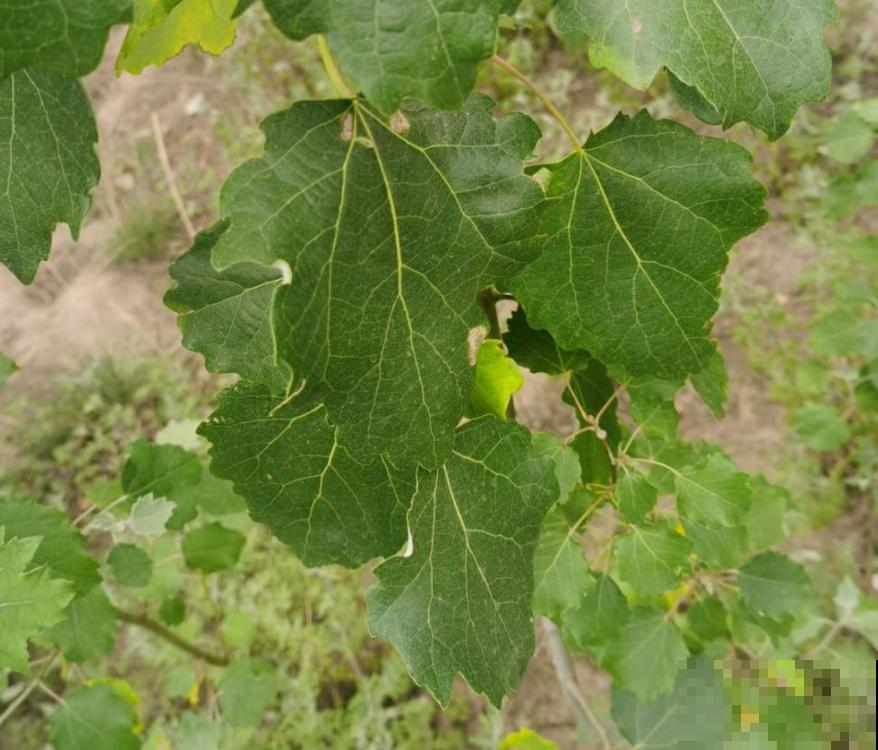 院子里不能随便种树，尤其是这3种