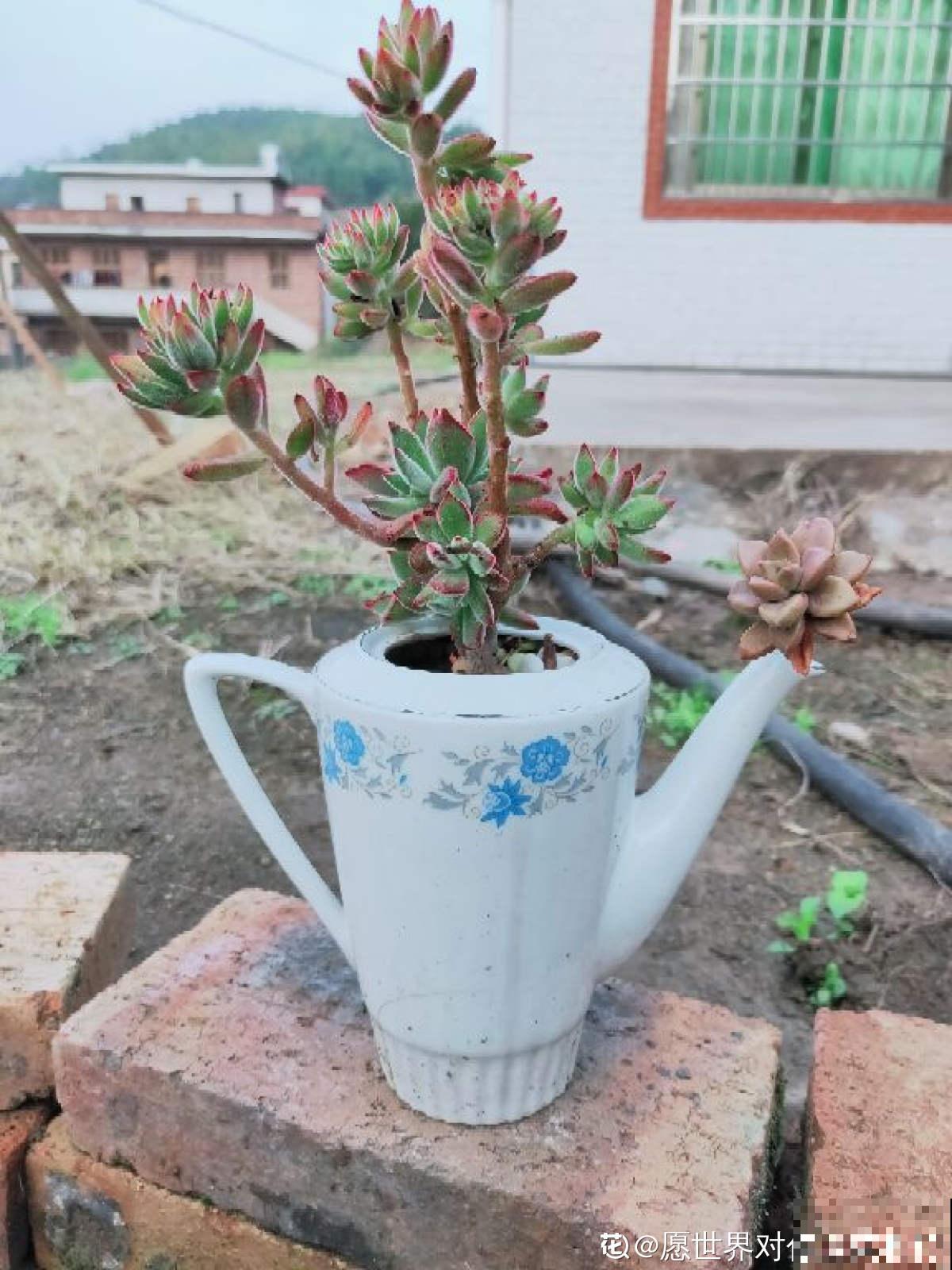 水壶还能养植物?只要3步,看看大家咋养的 水壶还能养植物?只要3步,看看大家咋养的