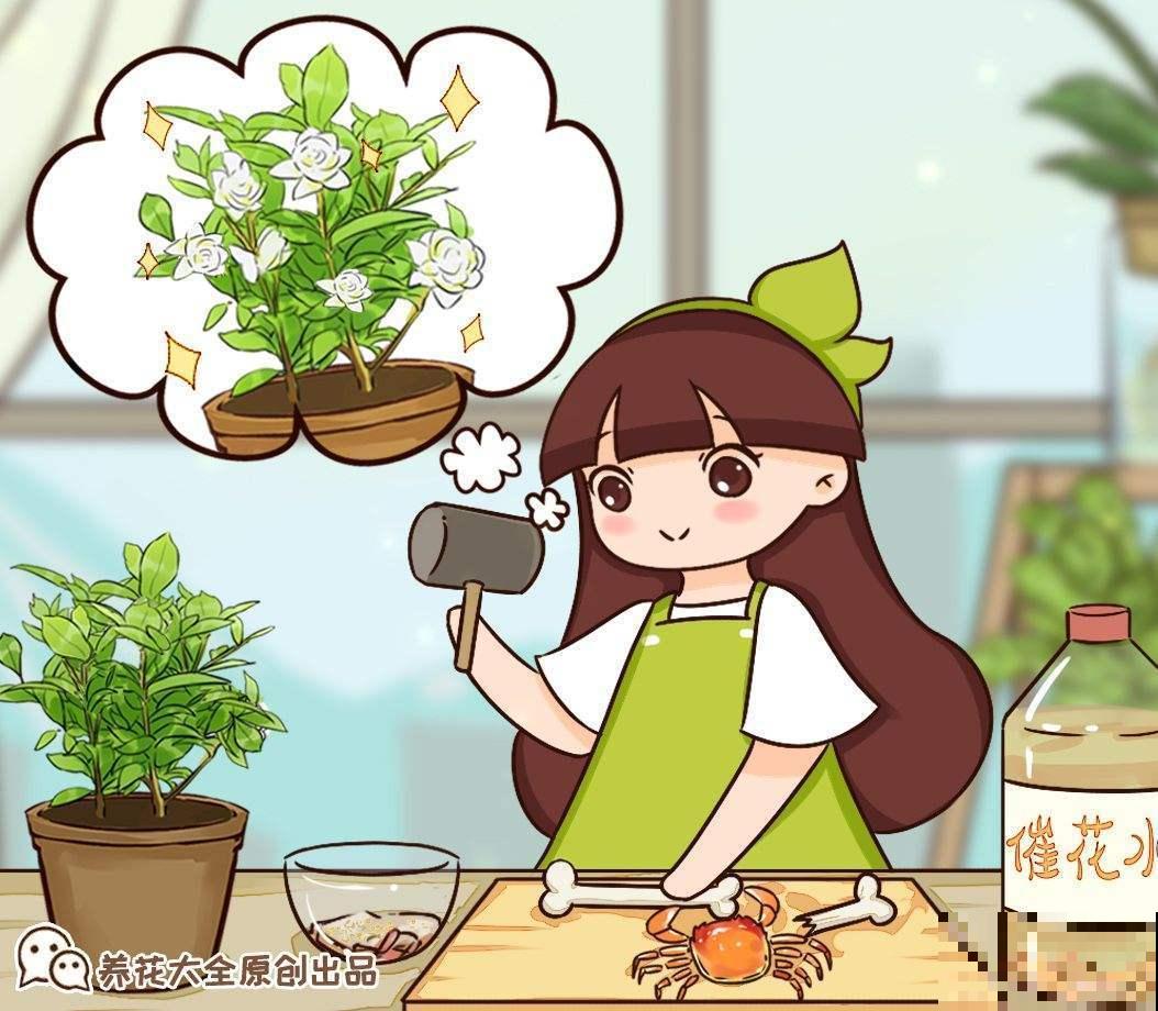 家中空气不清新？养这5种植物，清香怡人