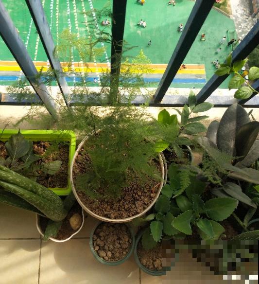 文竹娇嫩像公主，不注意这2点，咋养都得生点病