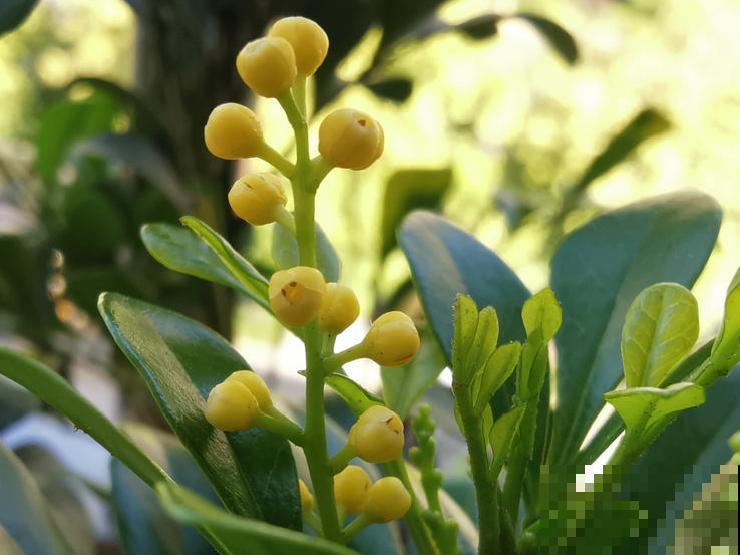 活的“香水花”,夏天一直开,满院子都是花香 活的“香水花”,夏天一直开,满院子都是花香
