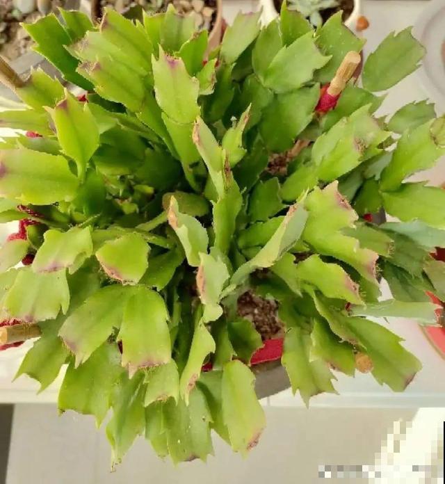 三伏天,8种花进入“鬼门关”,切莫大意 三伏天,8种花进入“鬼门关”,切莫大意