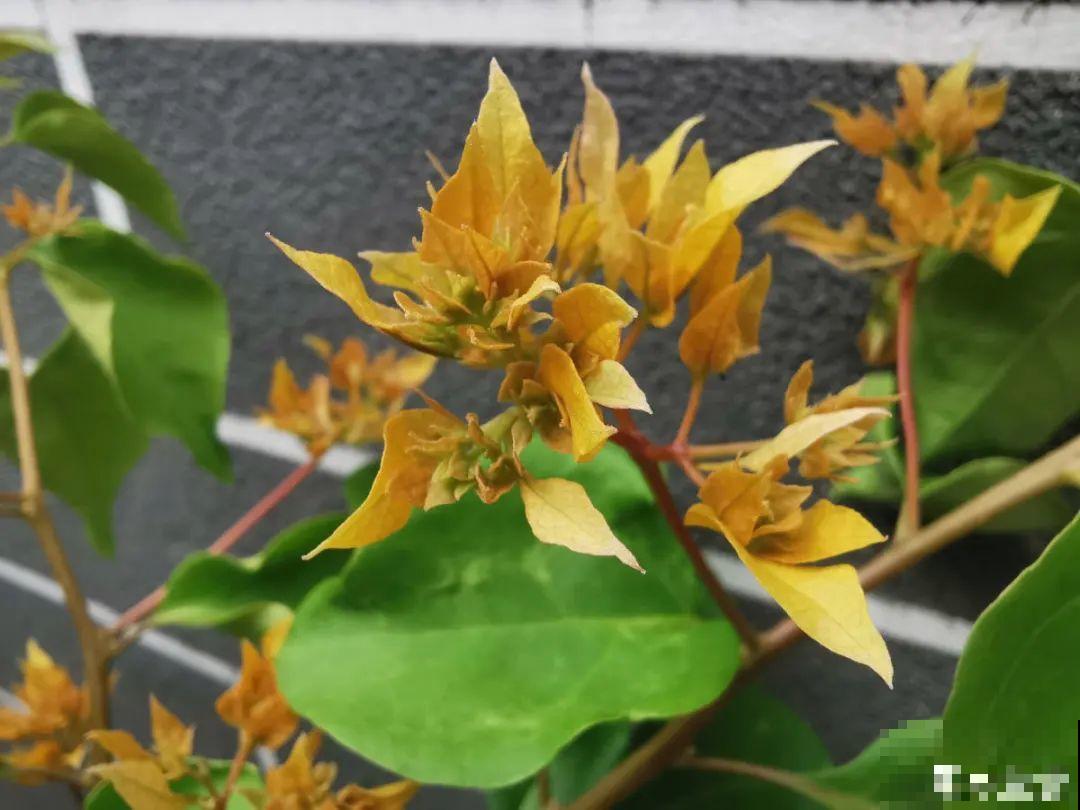 三伏天也要施肥的花，花肥喷一喷，促进开花