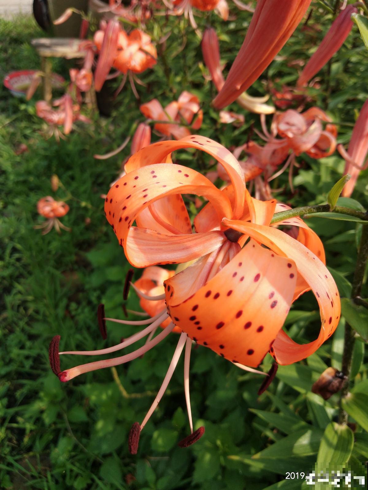 秋天喝点“滋润汤”,滋润身心,秋天不燥 秋天喝点“滋润汤”,滋润身心,秋天不燥