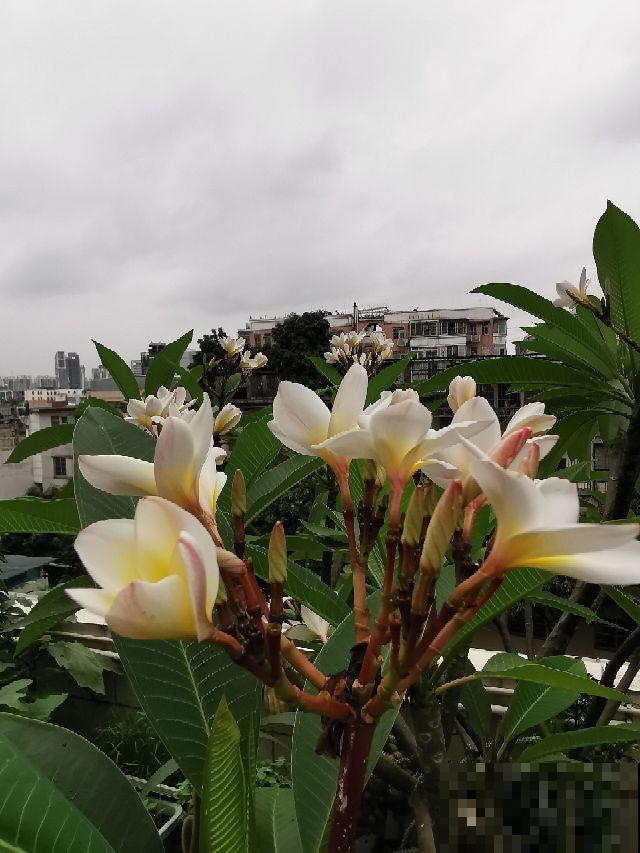 夏日太热，怕植物旱死？记住这4个妙招