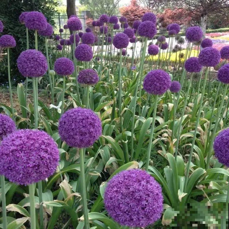 现在适合种11种花，耐寒好养活，呼呼开花爆盆