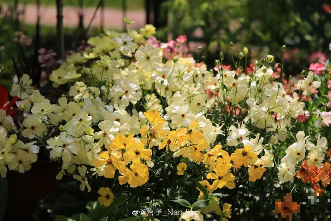 特有气质的小众花,颜值超高,温度零下也能活 特有气质的小众花,颜值超高,温度零下也能活