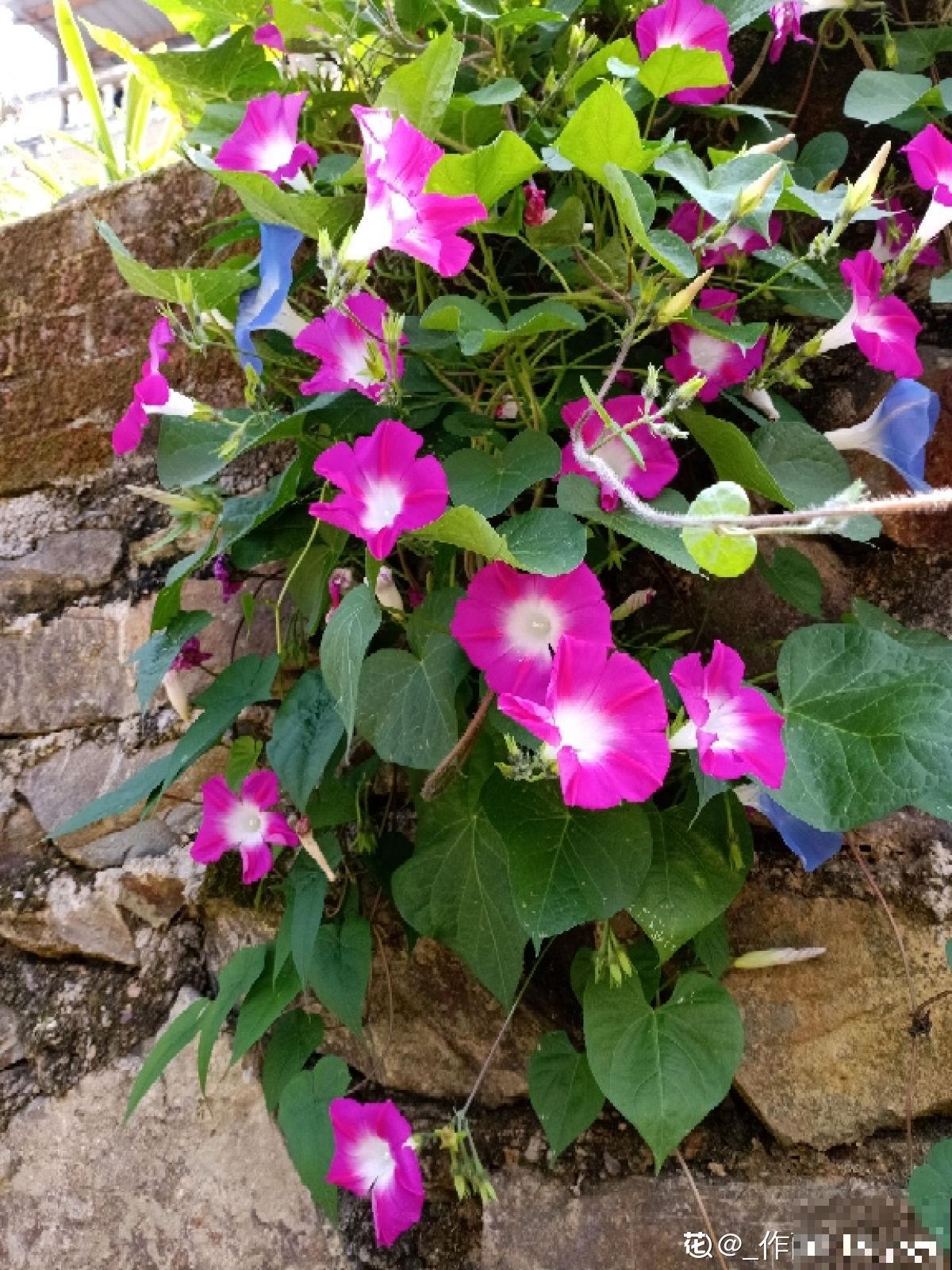 12生肖有专属幸运花,快来看看你的幸运花是哪种 12生肖有专属幸运花,快来看看你的幸运花是哪种