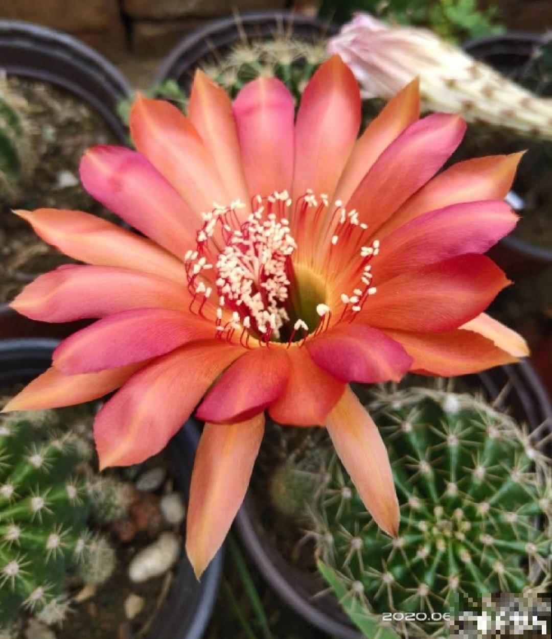 聪明人养4种花,一定记得收种子,多的能赚钱 聪明人养4种花,一定记得收种子,多的能赚钱