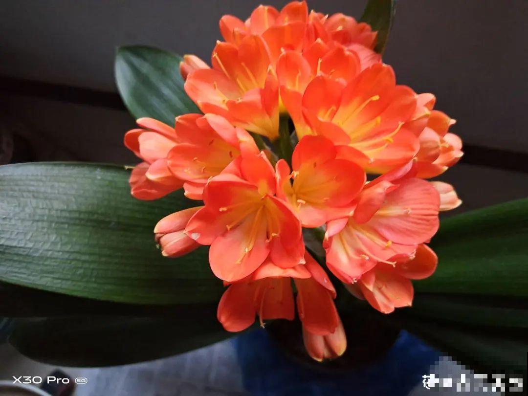 30℃以上，10种花就先别养了，买一盆死一盆，别怪我没提醒你