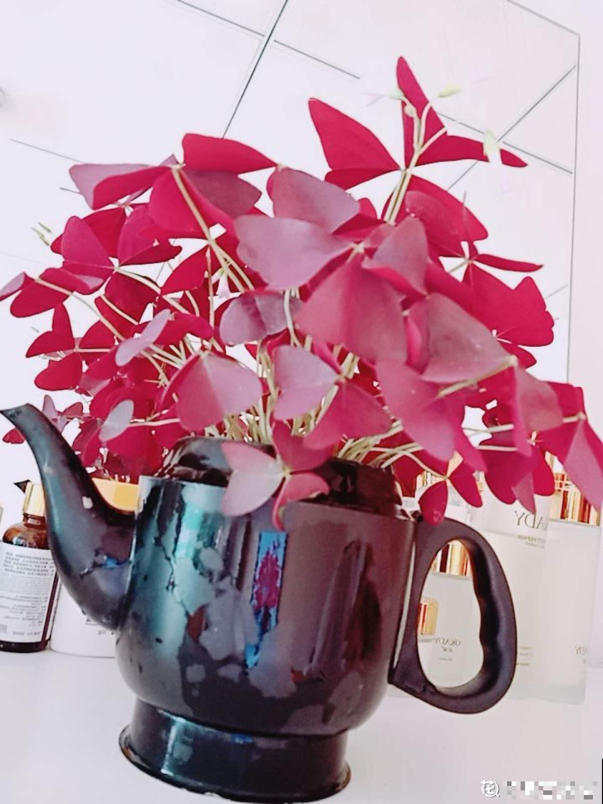 水壶还能养植物?只要3步,看看大家咋养的 水壶还能养植物?只要3步,看看大家咋养的