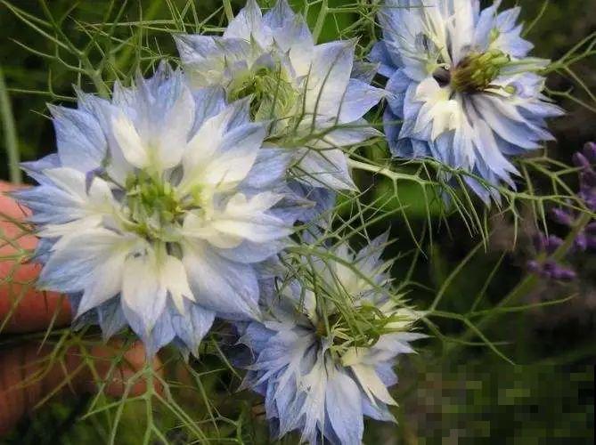 播种时间到,立秋后撒下去,冬春就开花 播种时间到,立秋后撒下去,冬春就开花