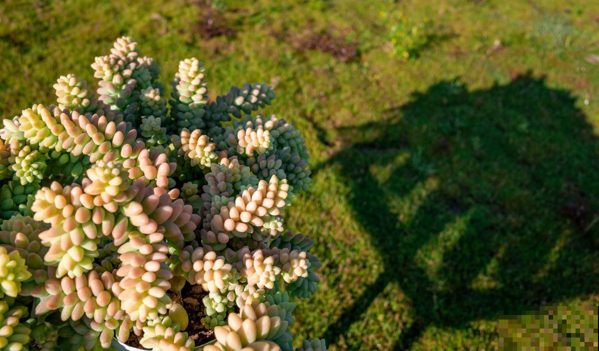 看似好养的多肉,办公室屡见不鲜,可有4个禁忌,不注意也会养废 看似好养的多肉,办公室屡见不鲜,可有4个禁忌,不注意也会养废