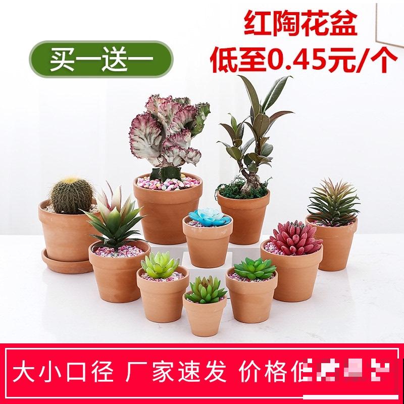 8月逛花市，看到3种花直接买回家，多晒太阳很快爆盆