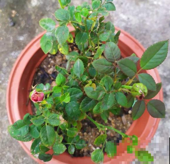 月季得了黑腐病,全株都枯萎,赶紧预防! 月季得了黑腐病,全株都枯萎,赶紧预防!