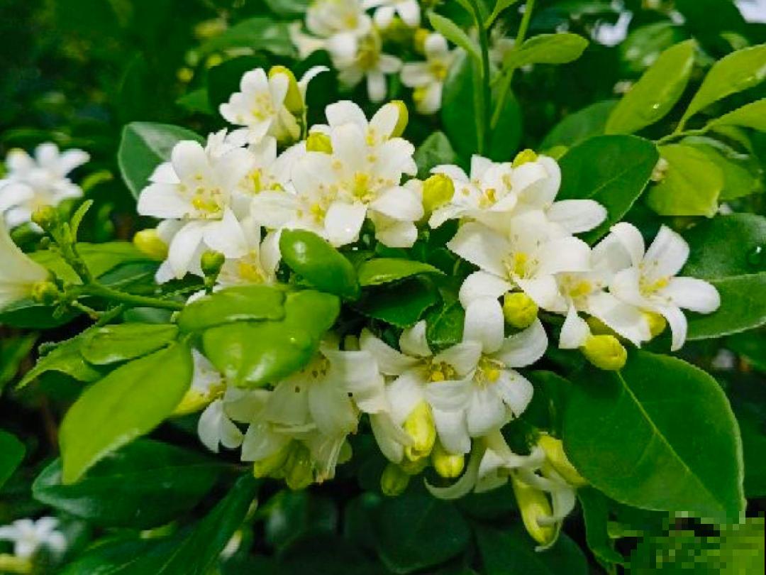 活的“香水花”,夏天一直开,满院子都是花香 活的“香水花”,夏天一直开,满院子都是花香