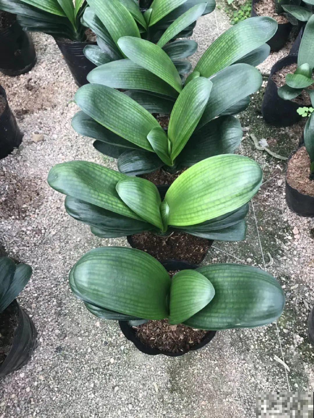 三角梅剪 一剪，搬出去晒晒，呼呼爆花