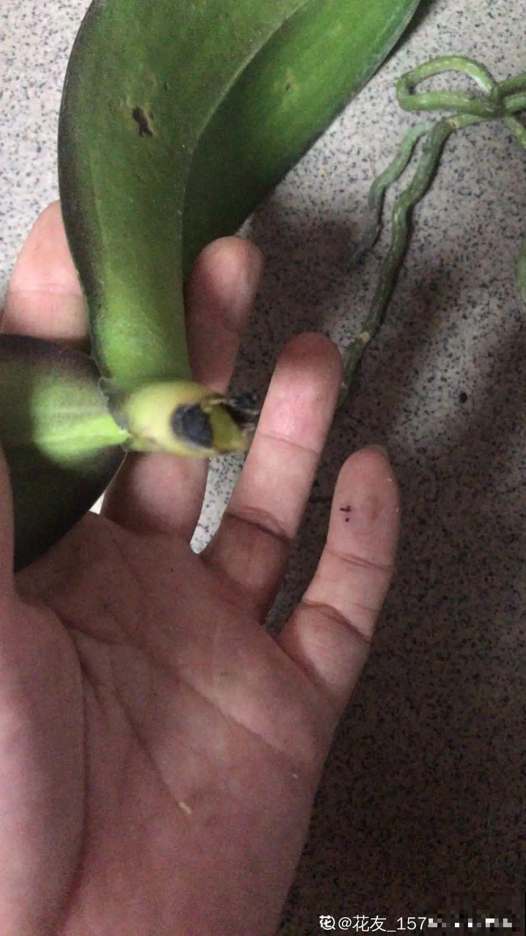 6种花夏天难养，贴土面砍一刀，新芽呼呼冒