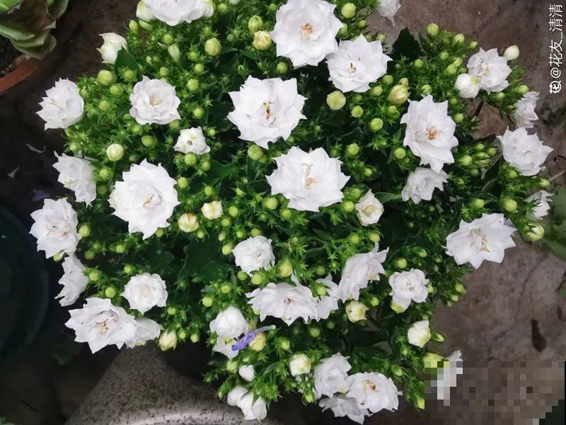 10种花并不是一次性,掌握养护要点,还能复花 10种花并不是一次性,掌握养护要点,还能复花