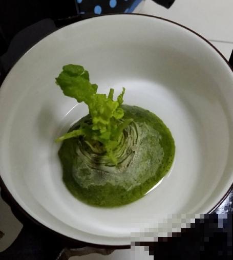 吃剩的蔬菜扔土里,长成清新绿植,怪好看的 吃剩的蔬菜扔土里,长成清新绿植,怪好看的