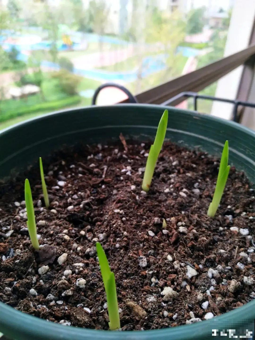 开花超香的香雪兰，夏天叶子全黄了，挖出满盆小球，大丰收！