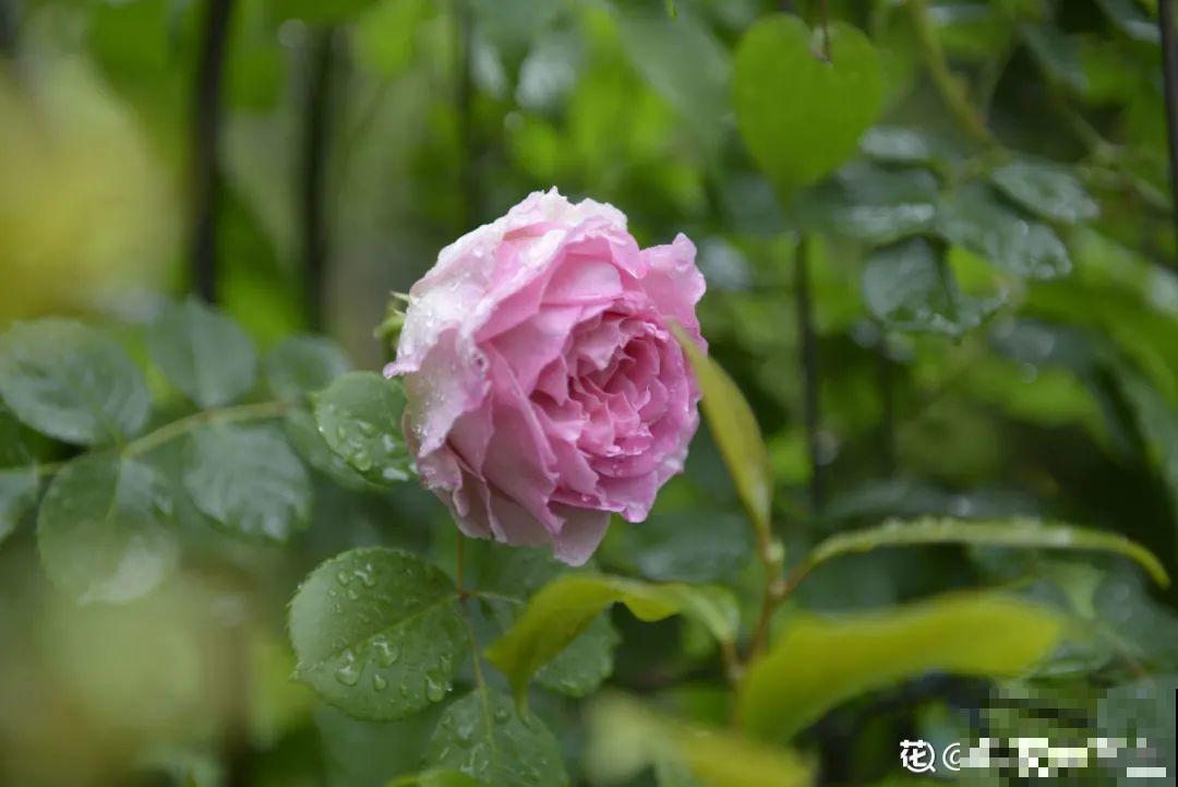 有个小院种种菜,养点花草,忘记半生喧嚣 有个小院种种菜,养点花草,忘记半生喧嚣