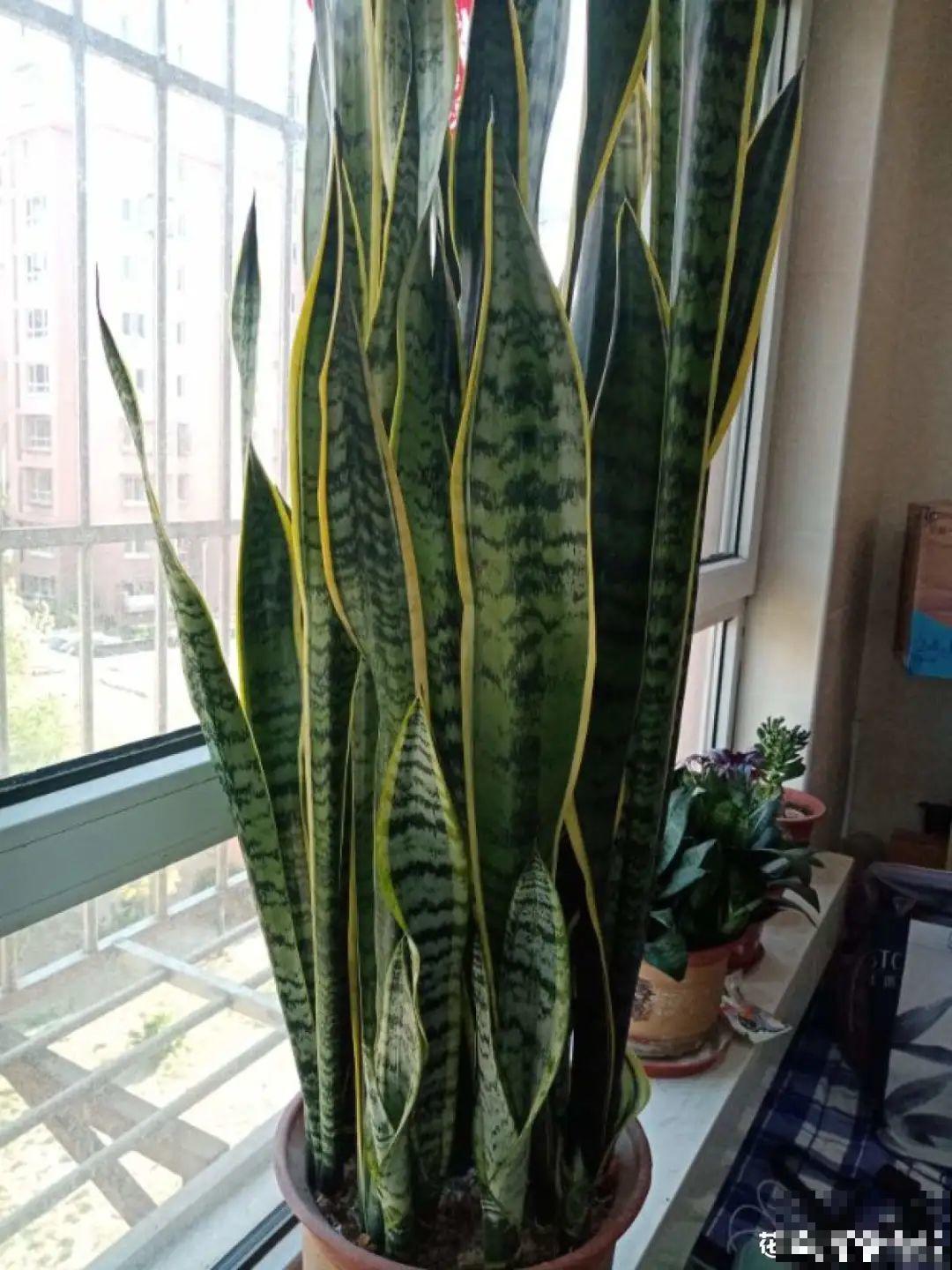 夏天养花，就怕乱浇水，千万不能积水