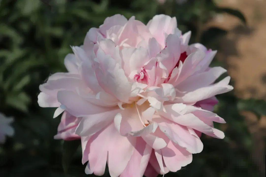 一年只能种一次的花,开花富贵寓意吉祥,堪称“花中宰相” 一年只能种一次的花,开花富贵寓意吉祥,堪称“花中宰相”