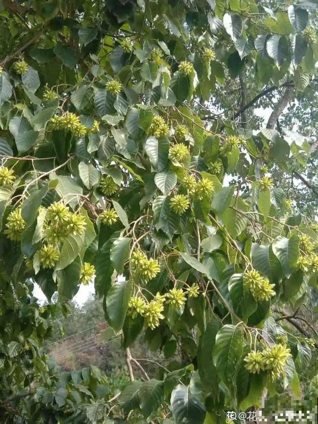 看到稀奇花，不认识的别去挖，可能会触犯法律