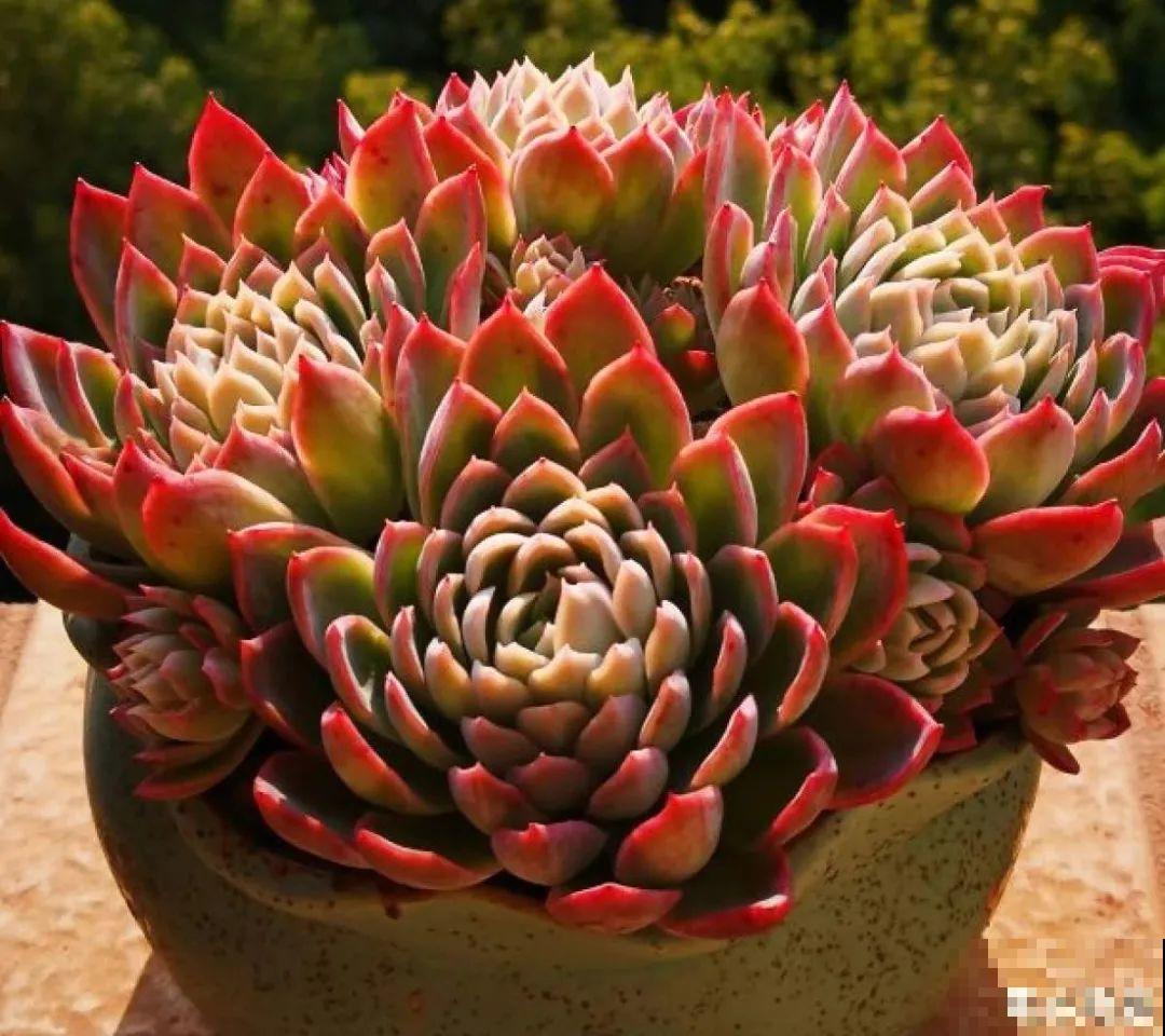 夏天养多肉，别人的绿徒摊，她的却美萌艳，太美了